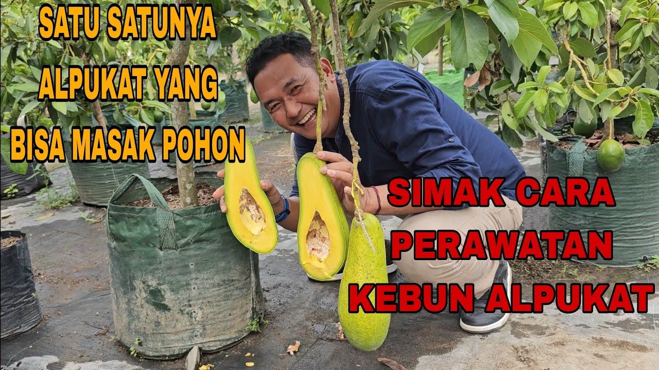 SATU2NYA ALPUKAT YANG BISA MASAK DI POHON SIMAK CARA PERAWATANYA...
