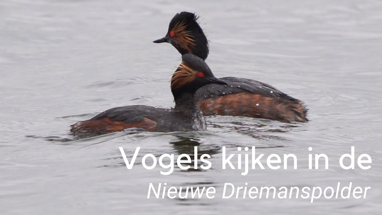 Vogels kijken in de Nieuwe Driemanspolder 