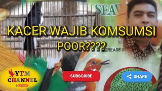 Yutama Channel.pentingkah Burung Kacer Konsumsi Poor??Apa Fungsi Poor Untuk Burung Kacer??
