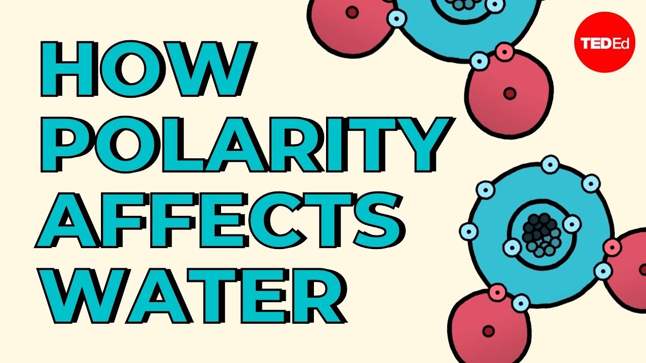 How Polarity Makes Water Behave Strangely - Christina Kleinberg