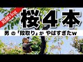 『一流の男』が次々とサクラを剪定していく映像。『桜切る馬鹿』とは一体なんだったのか?