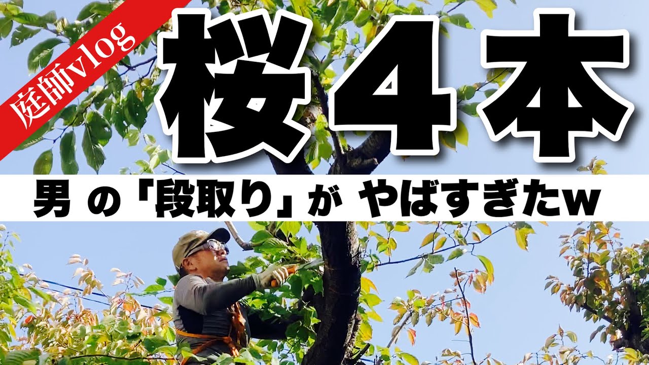 『一流の男』が次々とサクラを剪定していく映像。『桜切る馬鹿』とは一体なんだったのか？