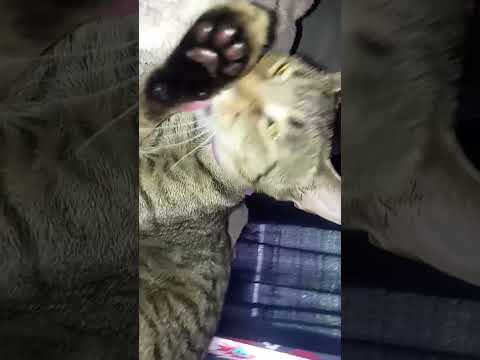 #cat