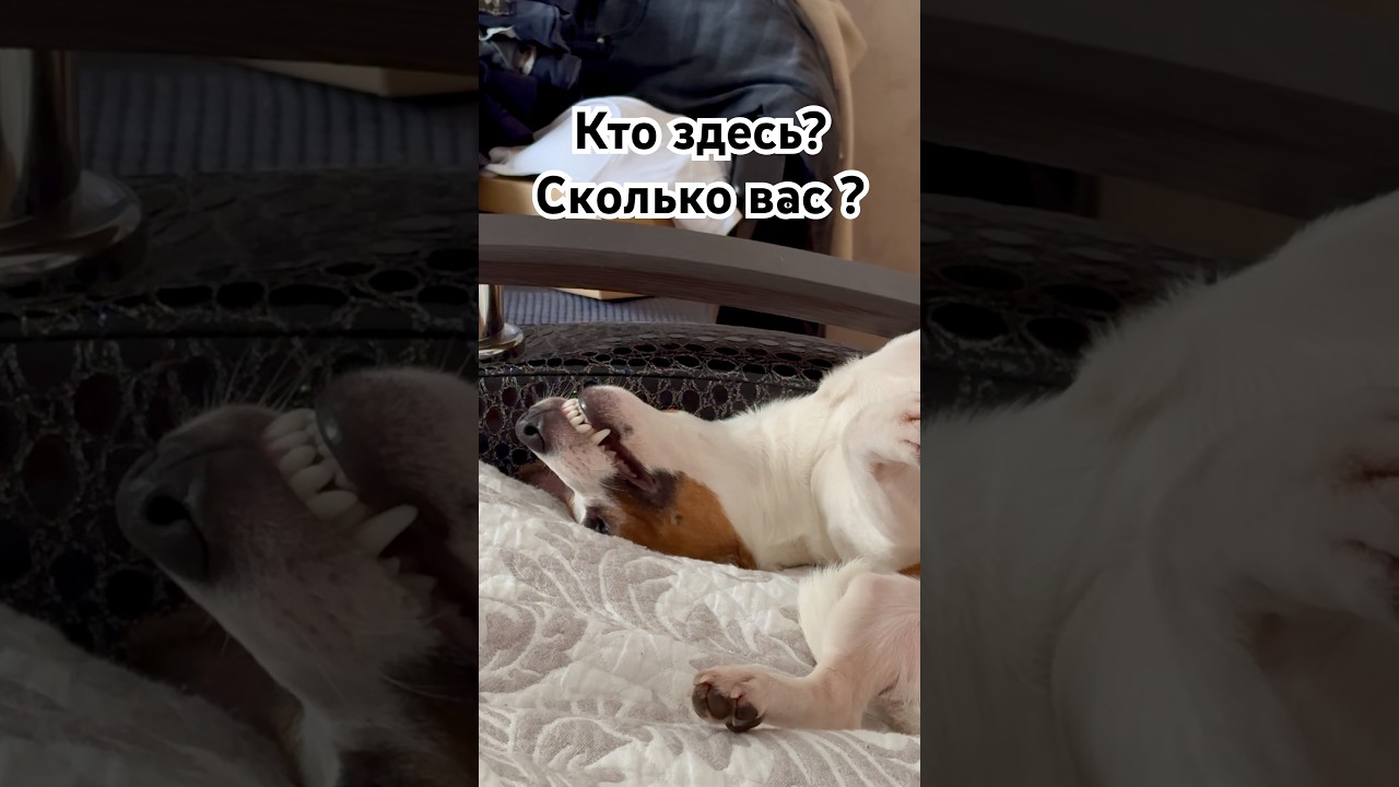 Кто здесь? Сколько вас ?