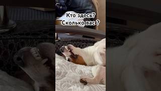 Кто здесь? Сколько вас ?