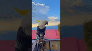 Parrot Janan Enjoying The Magical Weather Of Murree