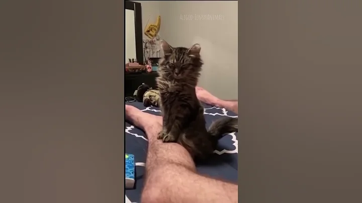 Watch the video about Hilarious Cat and Dog Videos pt 5