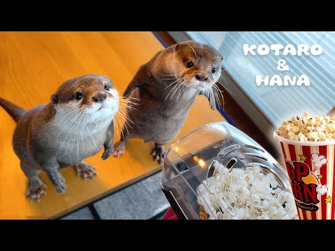 Otter Reaction to Popcorn Maker