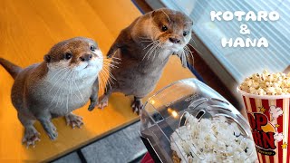 カワウソの前でポップコーン作ったらリアクションが面白すぎるコタロー　Otter Reaction to Popcorn Maker