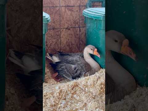 Goose to table in 10 minutes #backyardchickens #goose