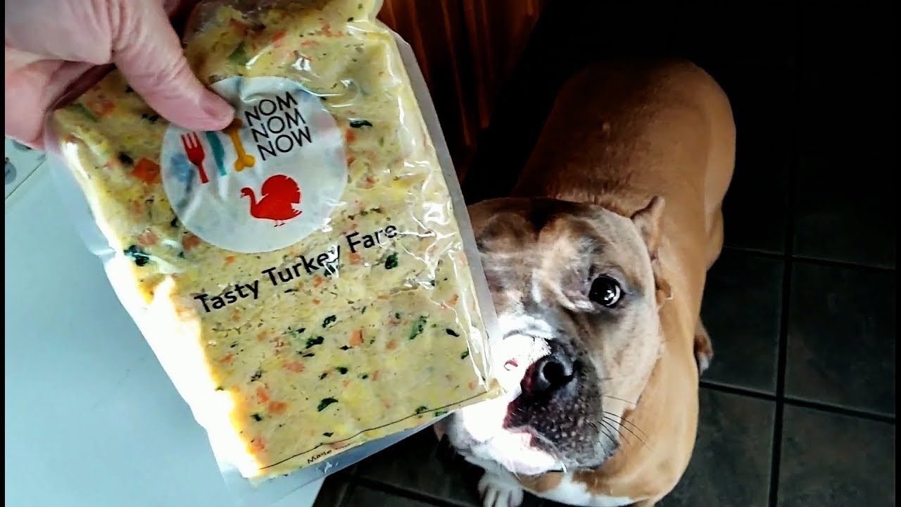 Capone Tries NOMNOMNOW 💕!