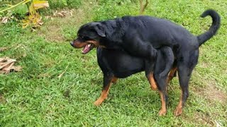 excellent travail! Rencontre de chiens accouplement à une vitesse incroyable. #chien #dog #réunion