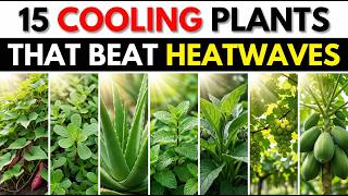 15 “Cooling” Plants That Help You Feel Better in a Heatwave (Most People Skip Them)