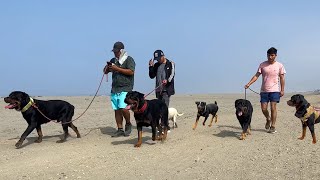 Sacando a pasear a los ROTTWEILER junto a BANDOG & San Bernardo  caminata canina