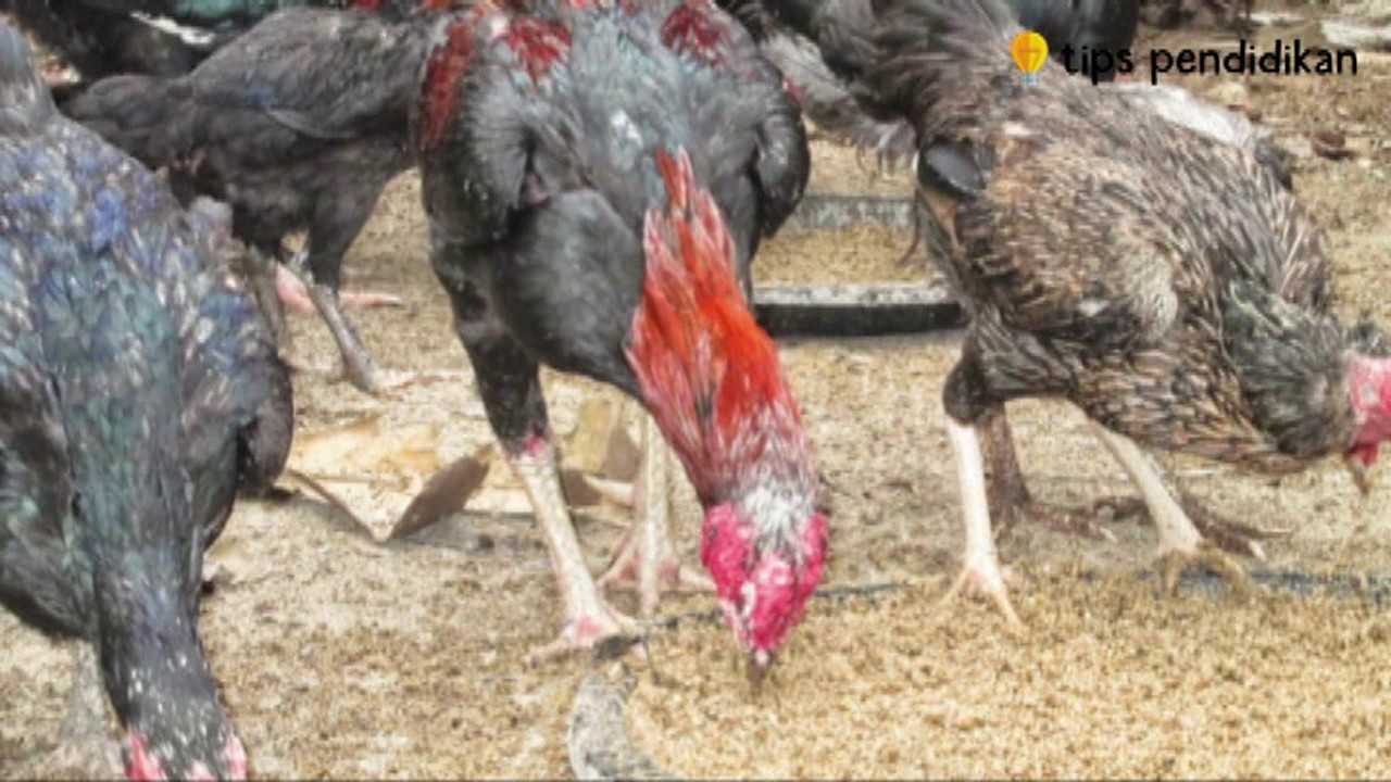 Begini Cara Ternak Ayam Kampung Yang Baik dan Benar 