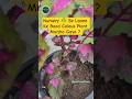🌿 Nursery Se Laane Ke Baad Coleus Murjha Gaya? Heres the Real Reason! | Aqua Terra Green #coleus #yt