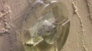 Gourmet Liquid Ant Bait - Ant & Roach Café Rtu Training Video