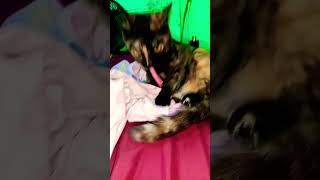 My Cat Bibi Pakul She Want To Play With Mommy #cat #catshorts #cats #catvideos #shortvideo #shorts