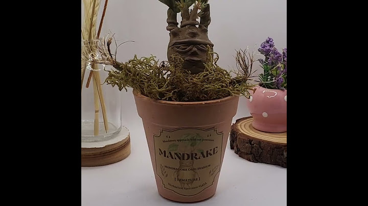 MANDRAKE-MANDRAGORA OFFICINARUM WHITE FLOWER - Harry Potter Inspired