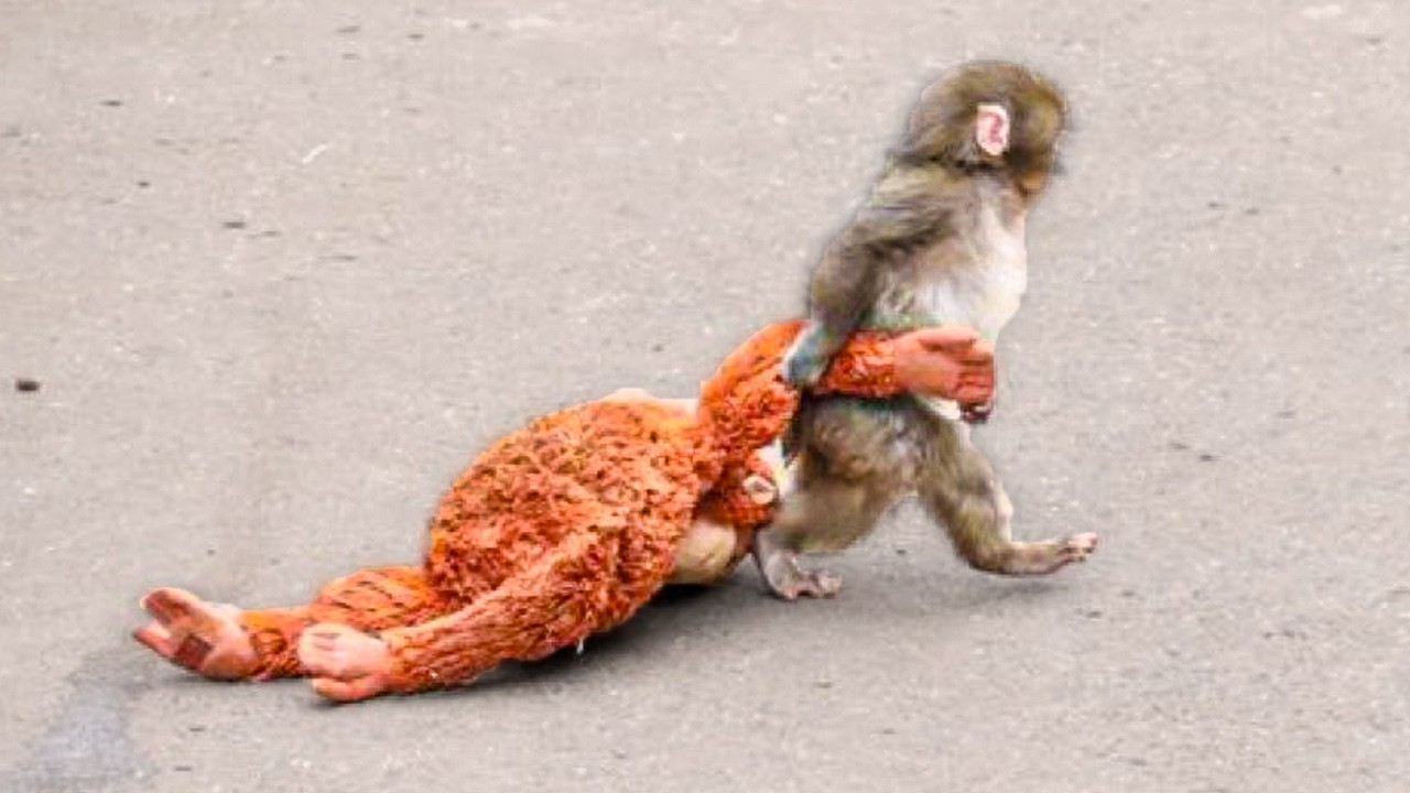 I would DIE for you monkey.