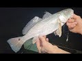 Red Drum! Catfish! 🐟🎣 #fishing #shorts #short #viral #subscribe #reel #shortvideo #shortsvideo #diy