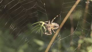 Скоро Лето!!! Spider cross. Паук Крестовик Скоро Лето!!! Spider cross. Паук Крестовик