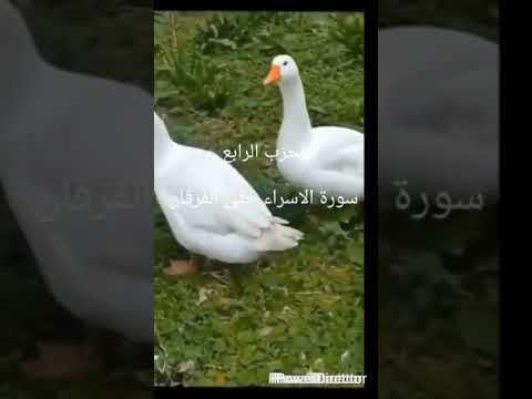 كيف كانت فى تلك المحرمات الضرورة كانها لاباءس كيف بالحديث ان الله كتب على بني ادم الزنى فليحذر بما ي