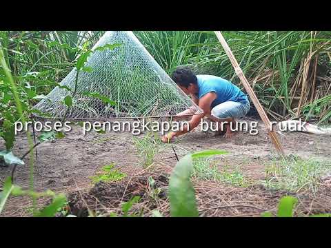 perangkap burung ruak-ruak