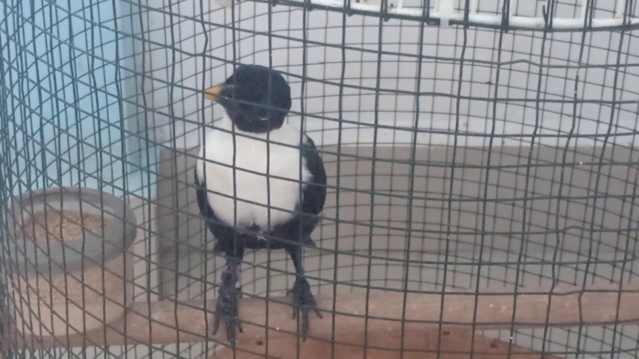 INILAH BURUNG JALAK BILBONG USIA MASIH MUDAH. 