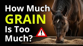 How Much GRAIN Can a HORSE Eat Per Day? The GOLDEN Rule Every Horse Owner Must Know