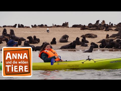 Video: Wer Sind Seelöwen?