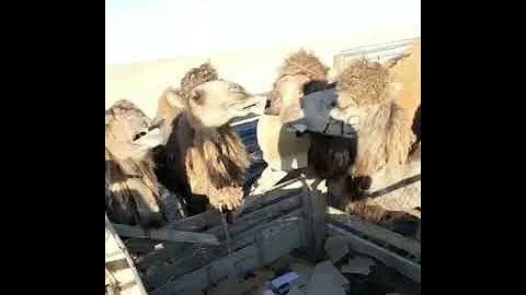 Верблюды едят картон в Мангистауской области