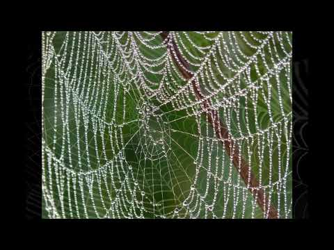 Auto-hypnose : arachnophobie ou comment vaincre la peur des araignées ...