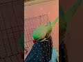 bolne vala tota #talkingparot #greencolor #greencolor #mithukibatain #parrotcolor #birds #parrot