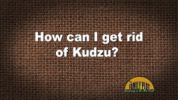 Q&A – How can I get rid of kudzu in my yard?