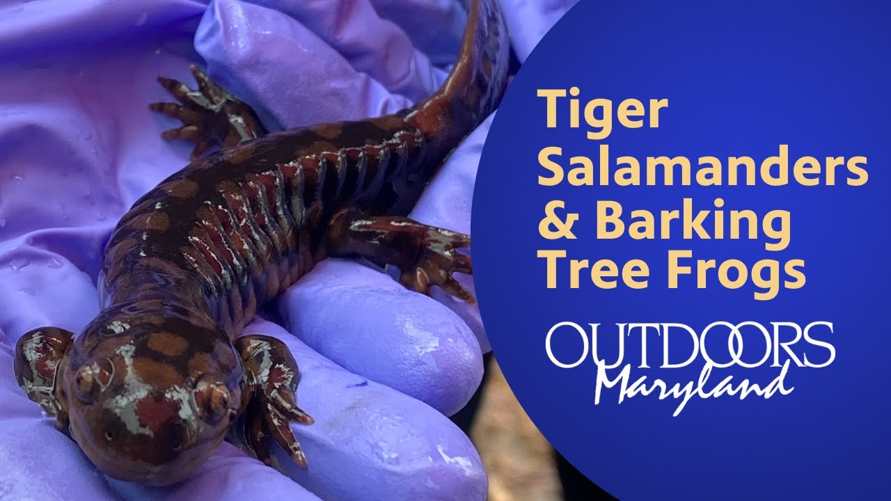 Tiger Salamanders and Barking Tree Frogs | Outdoors Maryland