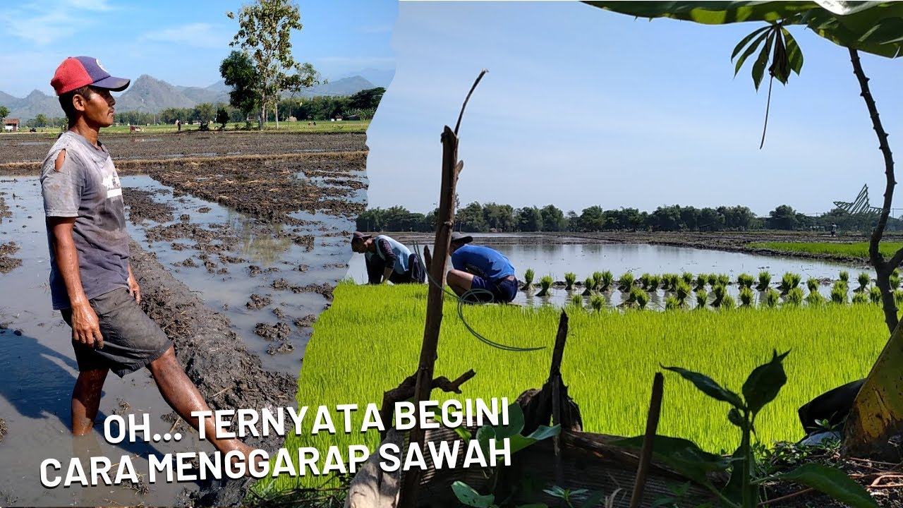 Musim tanam padi proses menyiapkan lahan dengan traktor dan cangkul
