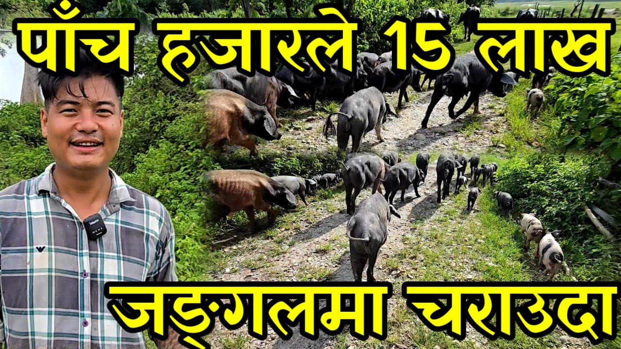 पाँच हजारको लगानिले एक बर्समै 15 लाख आम्दानी लिने सागर फागो,जङ्गल मा सुङ्गुर चराएर पाल्दै piggery