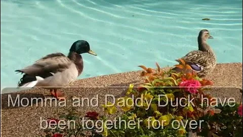 Ducks In My Pool   by Sandra Kent   A Children's S...