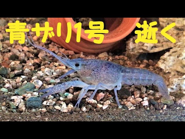 青ザリガニ1号 逝く - YouTube