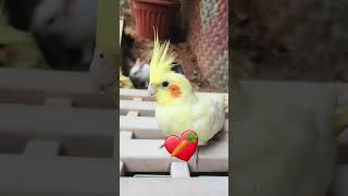 🤍🩶Bunny fluff gang 🐇🐾 Vs 💛🤎 Feather babes 🐥🪶 on the roll 🥁🥁🥁 #bunnyfluff 🐇🤍