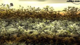 Battle of California - OG KUSH Cannabis Grow - DAY 32
