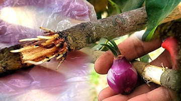 Amazing mango grafting technique with onions / Agri CAMBO