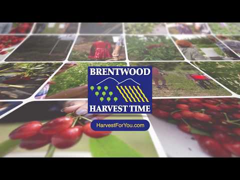 Harvest Time U-Pick Season in Brentwood Ca