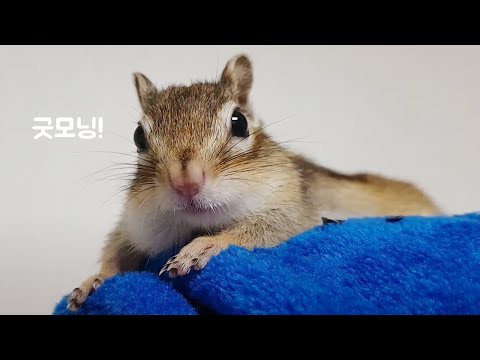 새벽 여섯 시에 아침 먹는 다람쥐