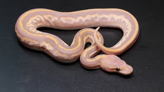 Famous AMAZING NEW ULTRAMEL COMBOS ... Profile