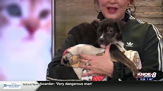 Adopt a Pet: Meet Beau!
