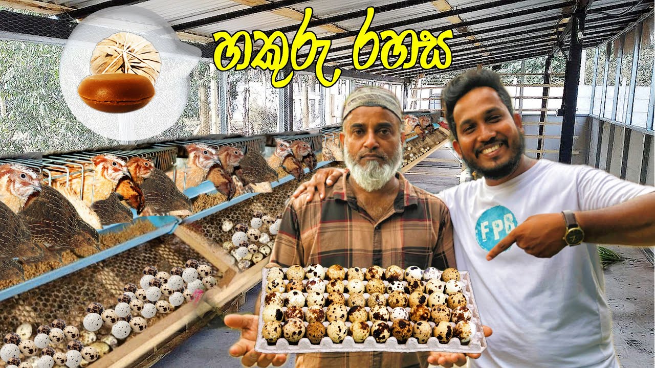 Quail farm - කවුරුත් නොකී විස්මිත හකුරැ රහස - බිත්තර සහ පැටවුන් බොකරන හරිම විදිහ දැනගන්න 😱🤝
