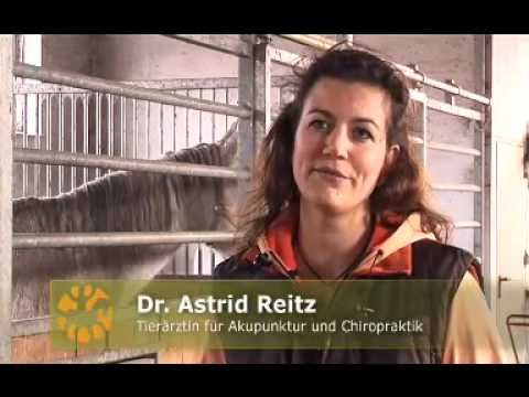 Akupunktur und Manuelle Therapie beim Pferd - Dr. ...