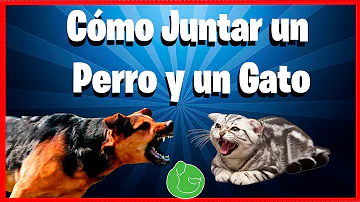 ¿Cómo presentas un perro agresivo a un gatito?